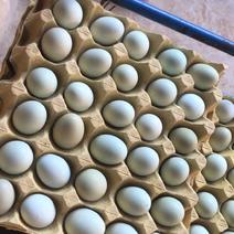 散养绿壳土鸡蛋