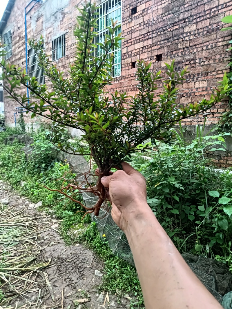 水杨梅小丛林