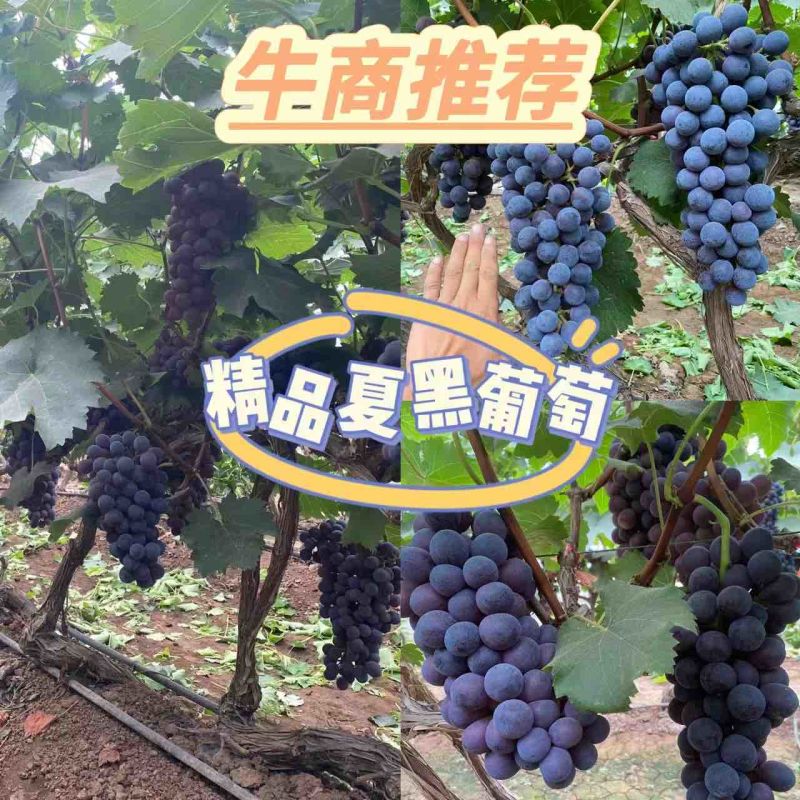 夏黑葡萄，大量供应，预售，欢迎新老客户来电订购联系