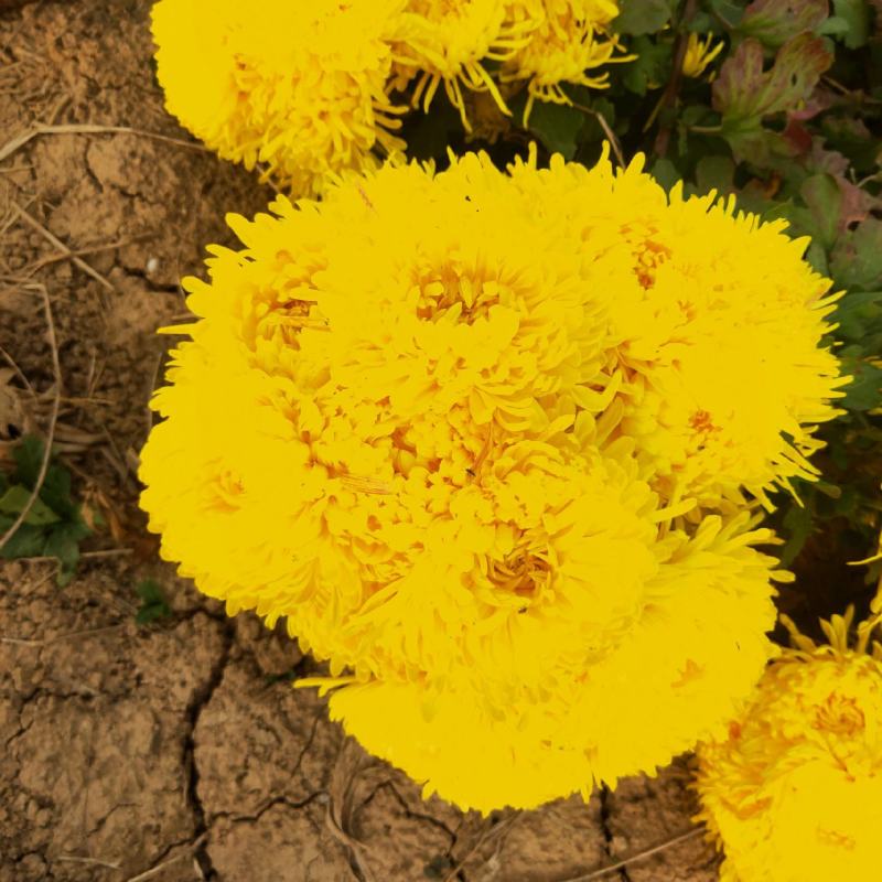 金丝皇菊