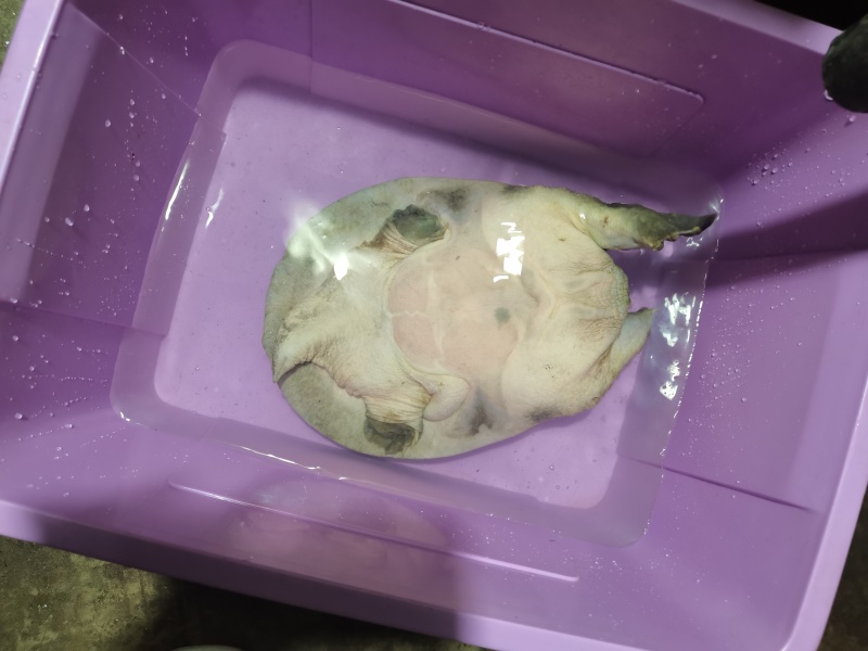 甲鱼批发成品甲鱼生态甲鱼甲鱼养殖基地一手货源价格实惠