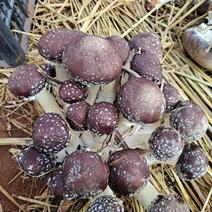大球盖菇菌