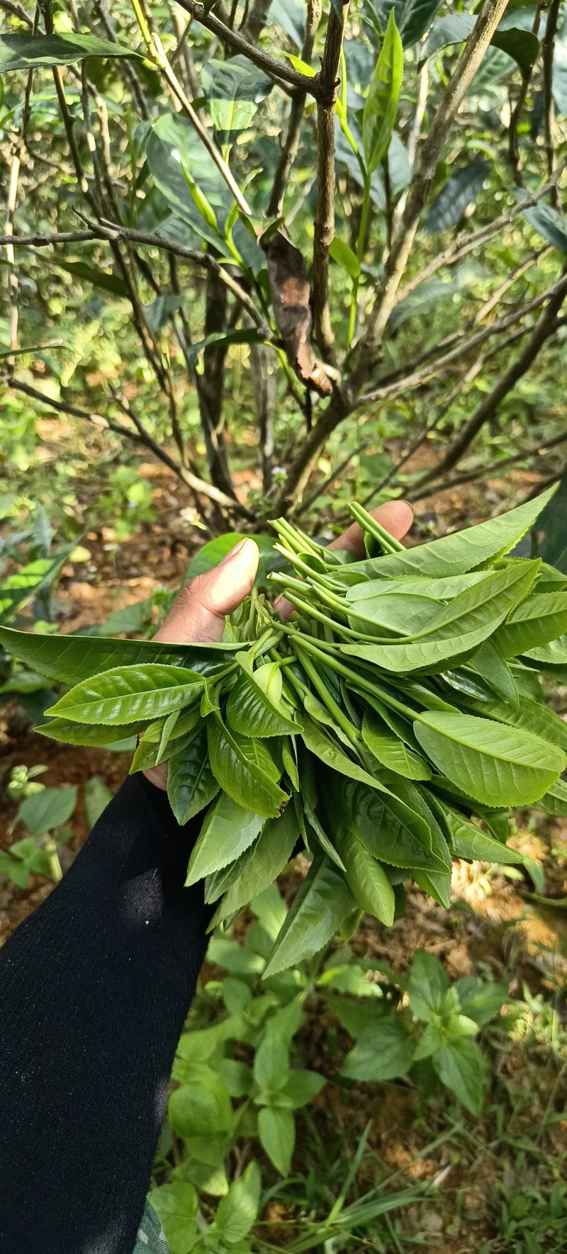 普洱茶，忙肺茶，春茶