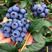 蓝莓L25，F6云南精品蓝莓，对接商超，电商支持一件代发