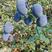 蓝莓L25，F6云南精品蓝莓，对接商超，电商支持一件代发