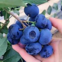 蓝莓L25，F6云南精品蓝莓，对接商超，电商支持一件