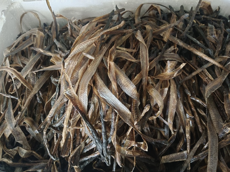 地龙，全开地龙，半开地龙，实拍，现货，24小时内发货