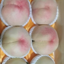阳山水蜜桃量大质优价格优惠欢迎咨询采购一手货源