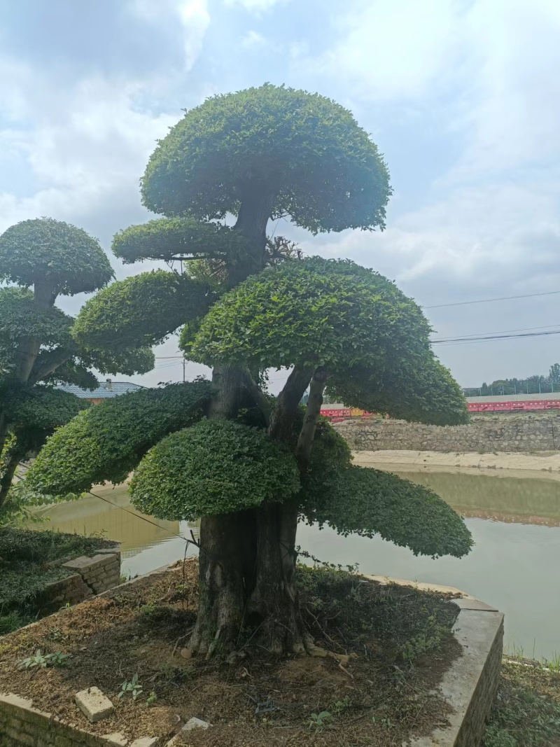 对节白蜡观景树，造型多样好看，欢迎咨询选购，诚信经营