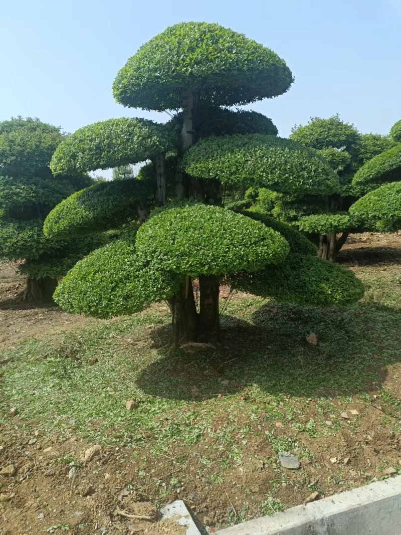 对节白蜡观景树，造型多样好看，欢迎咨询选购，诚信经营