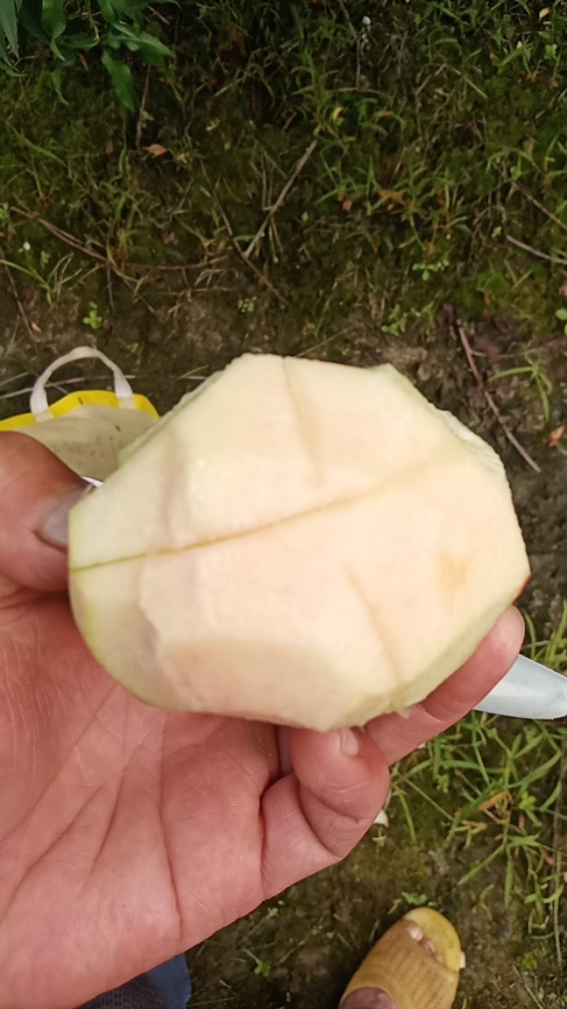 突围桃子
