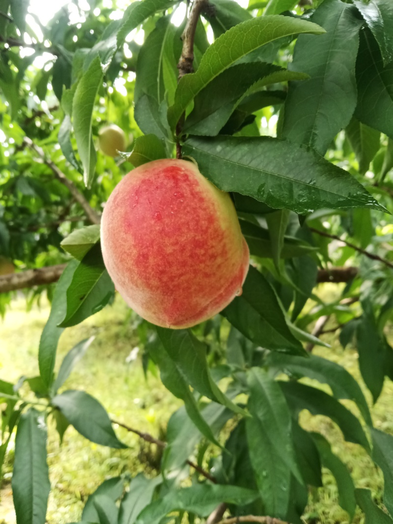 突围桃子