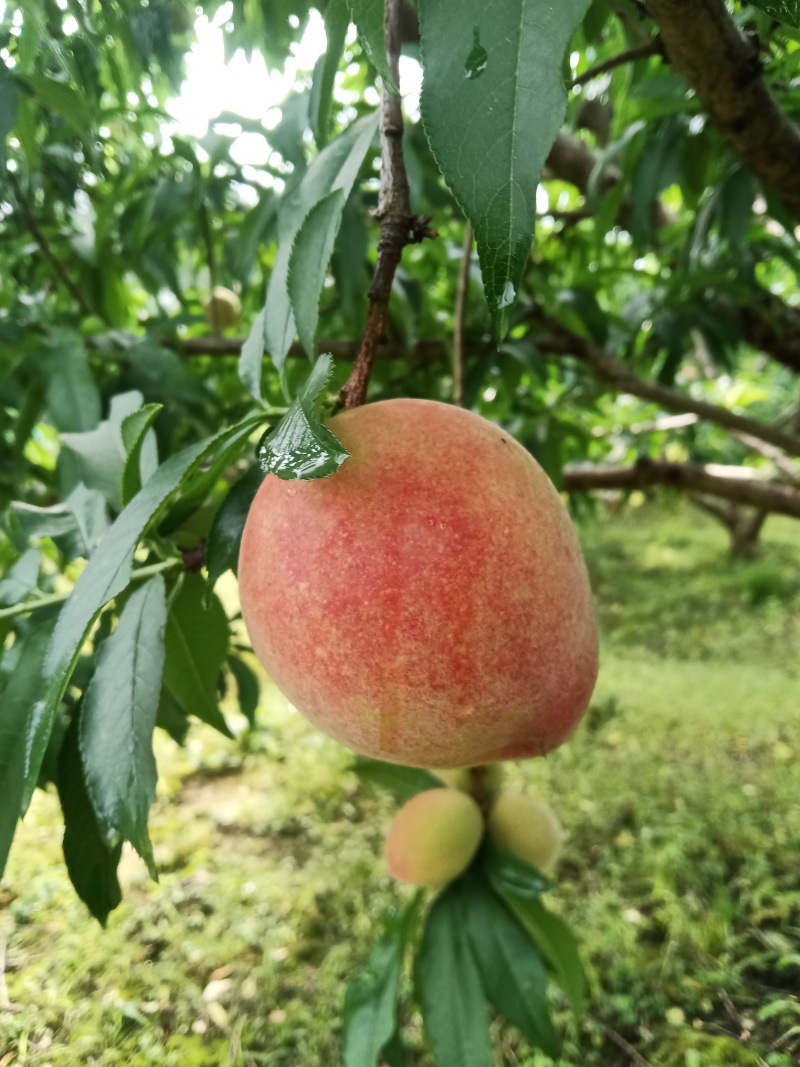 突围桃子