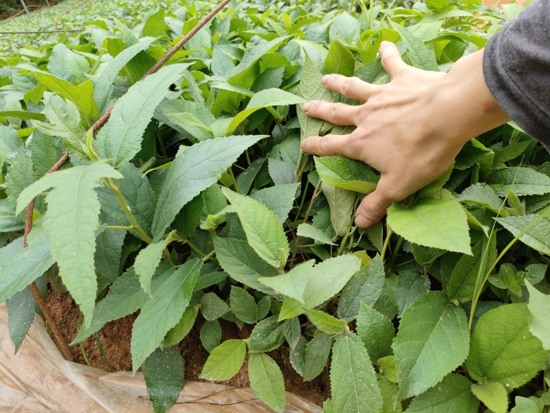 【包成活】自产自销营养杯五指毛桃苗良品苗成活率高好管理