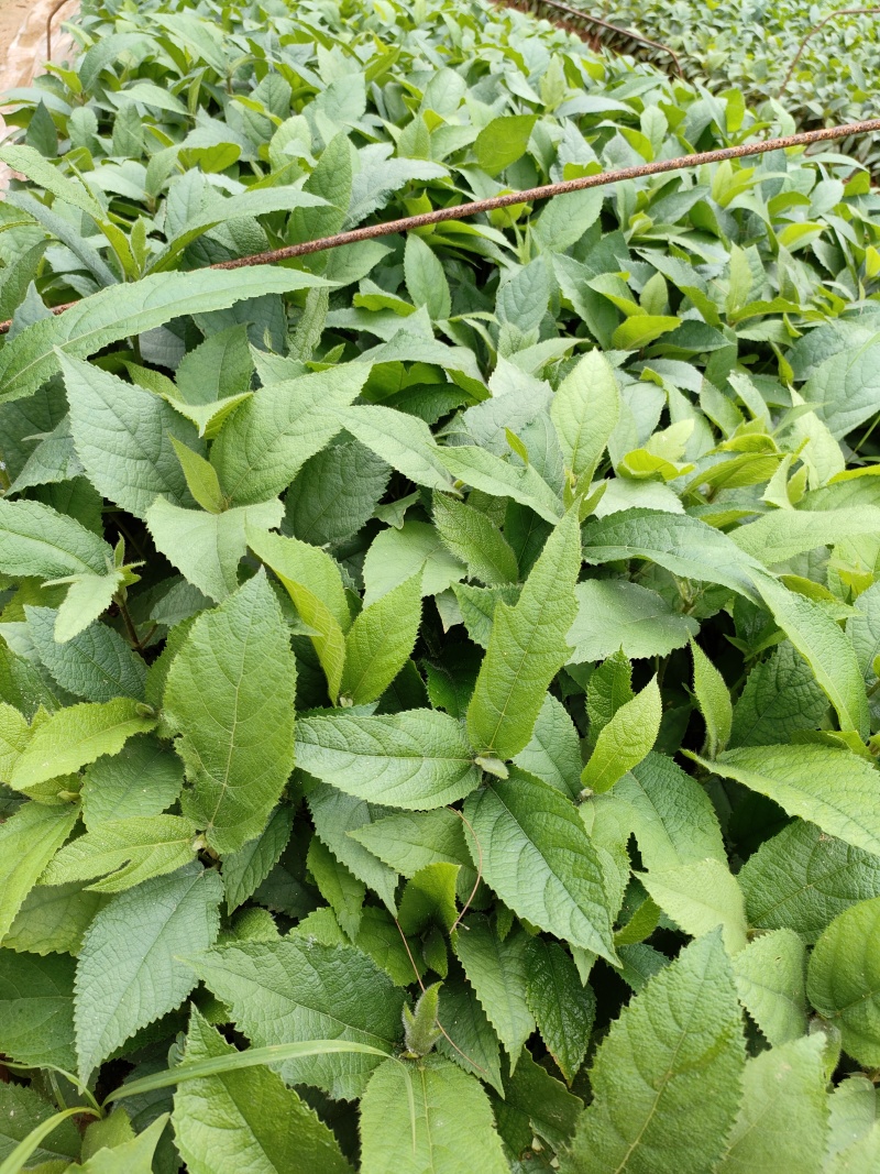【包成活】自产自销营养杯五指毛桃苗良品苗成活率高好管理