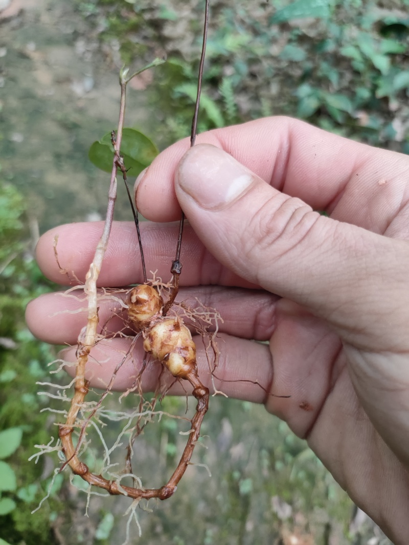 土茯苓种苗营养杯苗，自产自销苗品良好质量三包欢迎选购