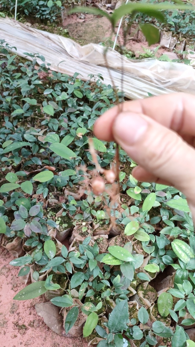 土茯苓种苗营养杯苗，自产自销苗品良好质量三包欢迎选购