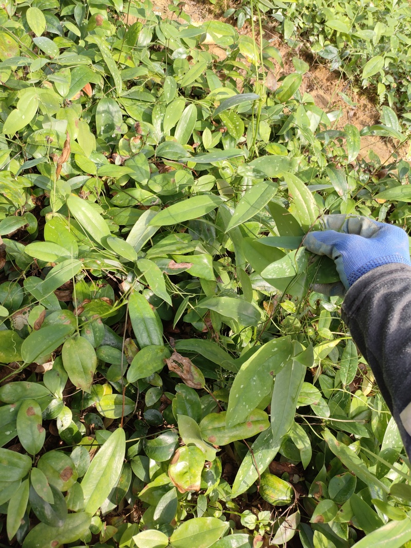 土茯苓种苗营养杯苗，自产自销苗品良好质量三包欢迎选购
