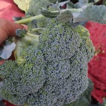 西兰花，精品西兰花菜，大量现货，质量好，价格便宜，
