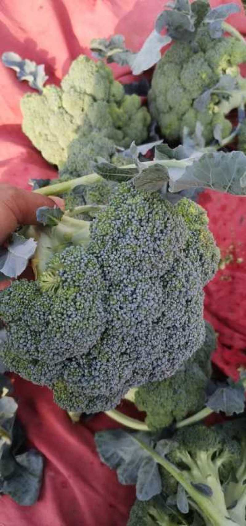 西兰花，精品西兰花菜，大量现货，质量好，价格便宜，