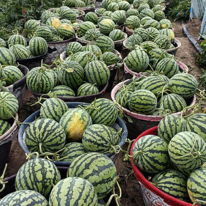 美都西瓜