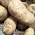 河南夏季土豆，个头大，薯形好，边贸，商超，电商货，全都有