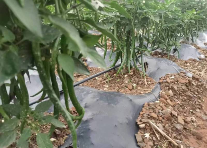 3号线椒