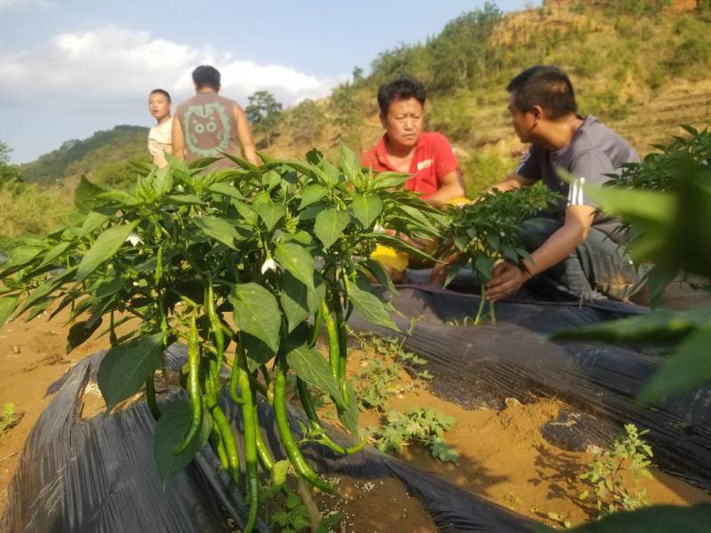 3号线椒