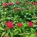 繁星花#繁星花种植#山东草花基地#