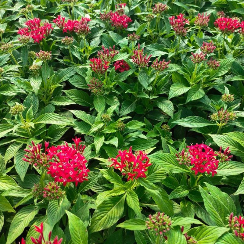 繁星花#繁星花种植#山东草花基地#