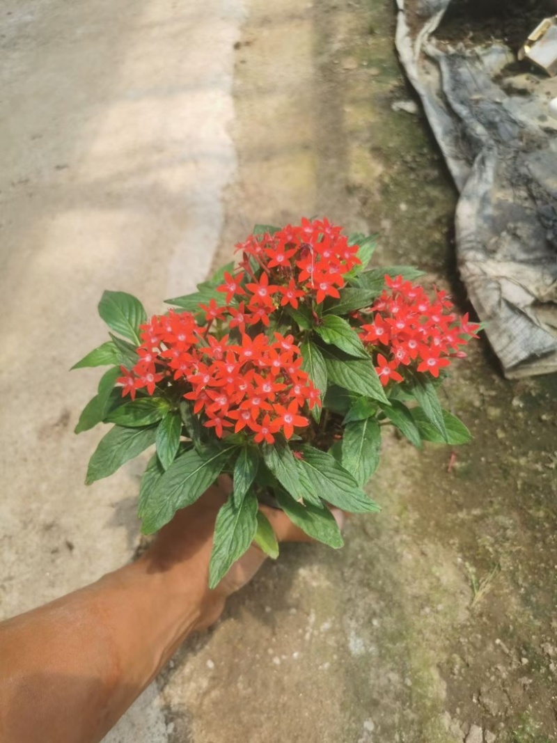 繁星花#繁星花种植#山东草花基地#