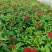 繁星花#繁星花种植#山东草花基地#