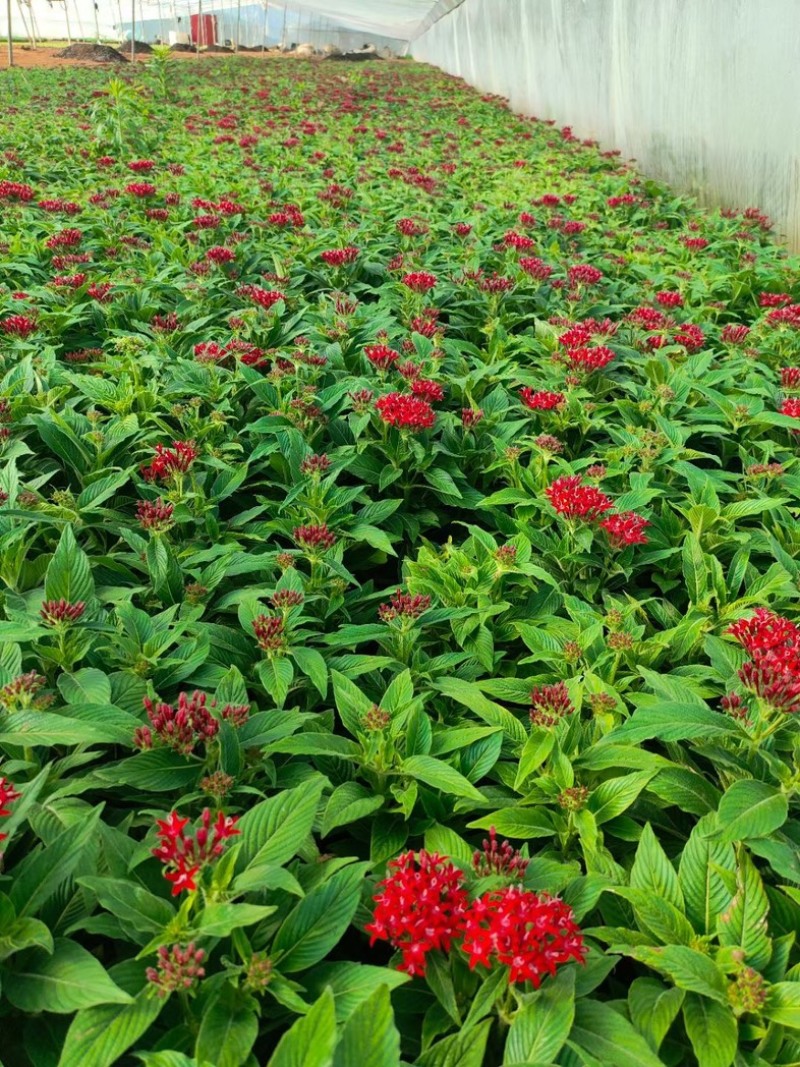 繁星花#繁星花种植#山东草花基地#
