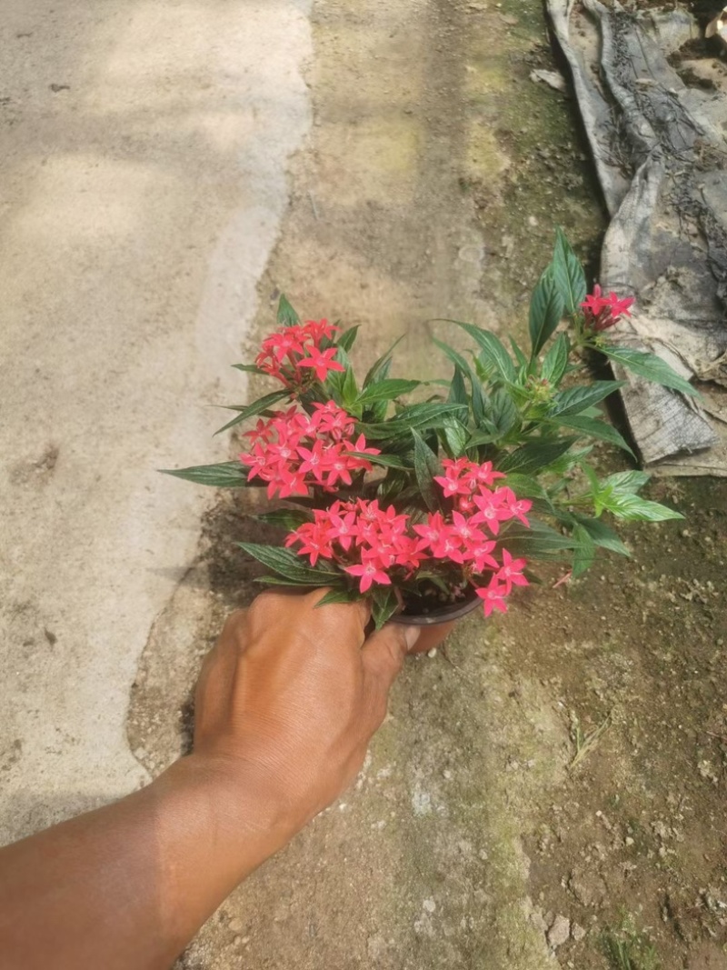繁星花#繁星花种植#山东草花基地#