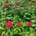 繁星花#繁星花种植#山东草花基地#