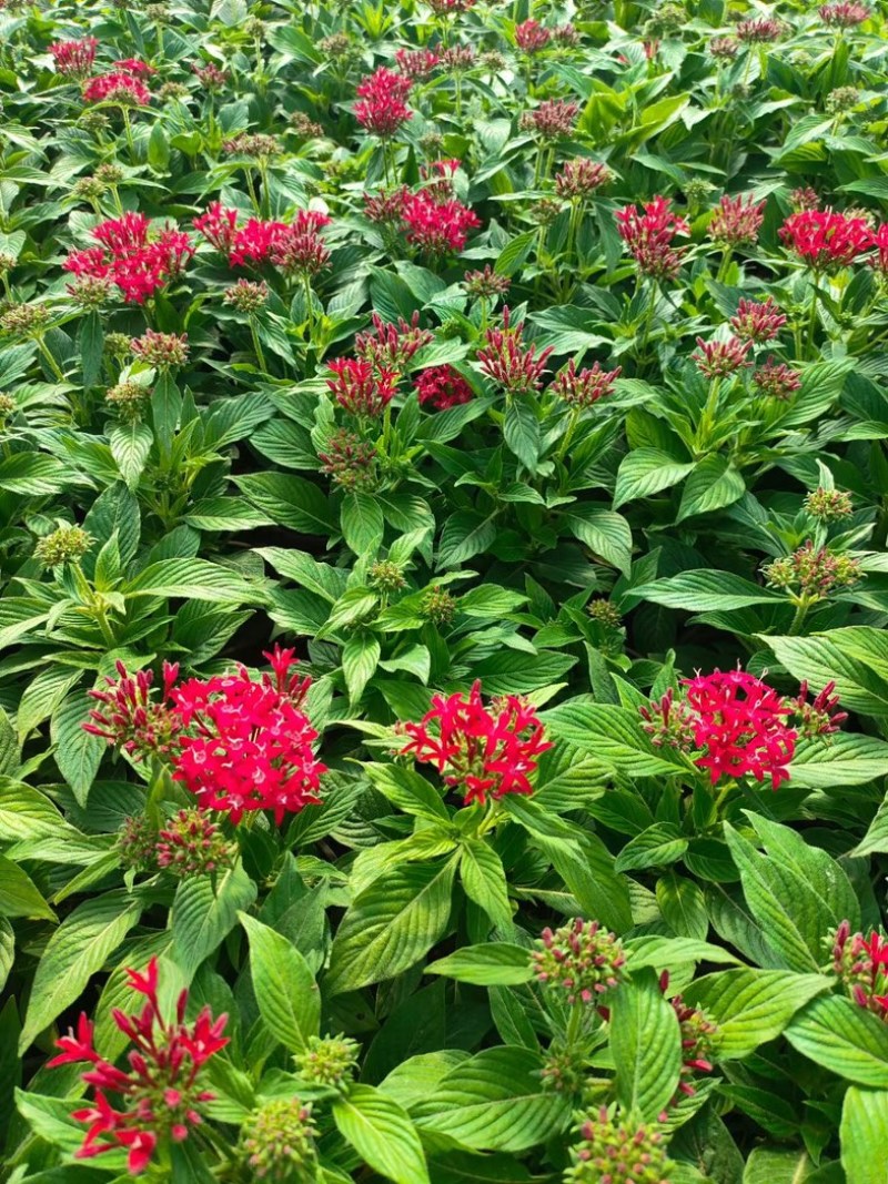 繁星花#繁星花种植#山东草花基地#