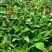 繁星花#繁星花种植#山东草花基地#