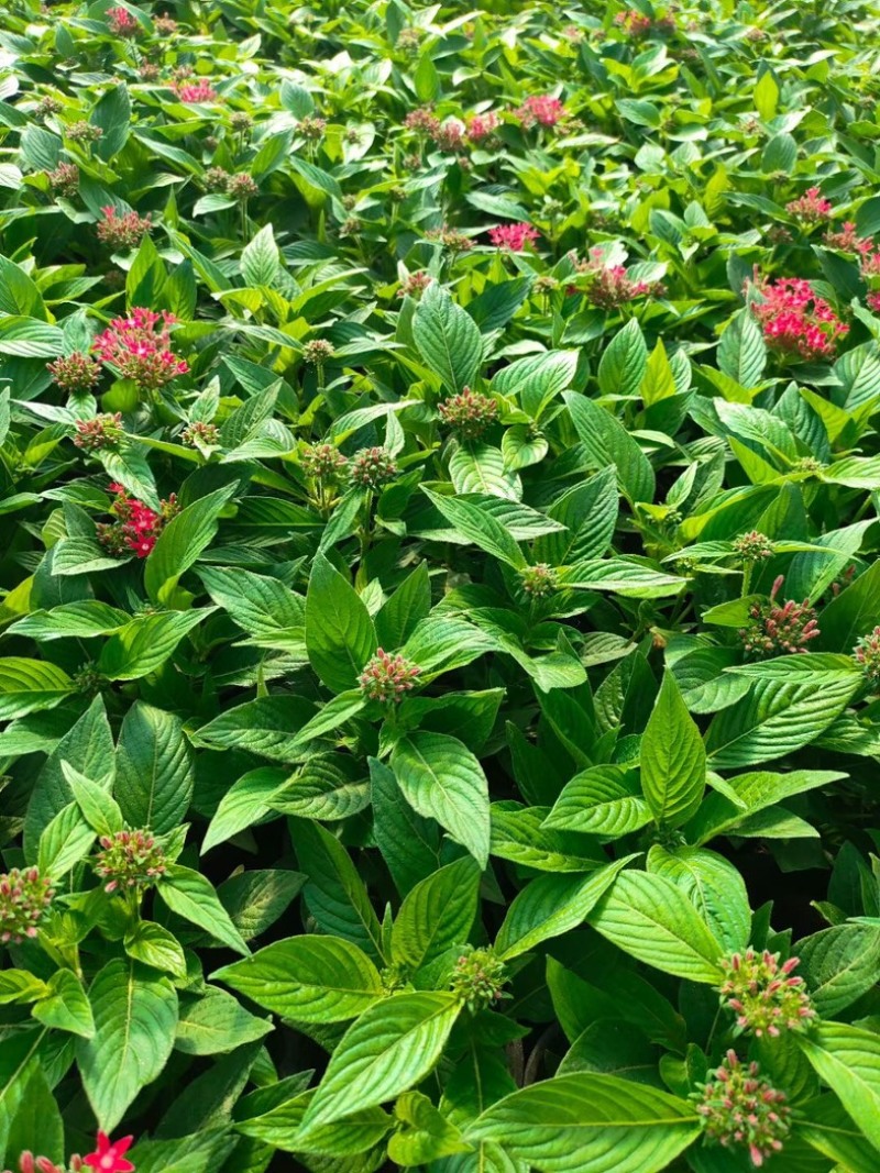 繁星花#繁星花种植#山东草花基地#
