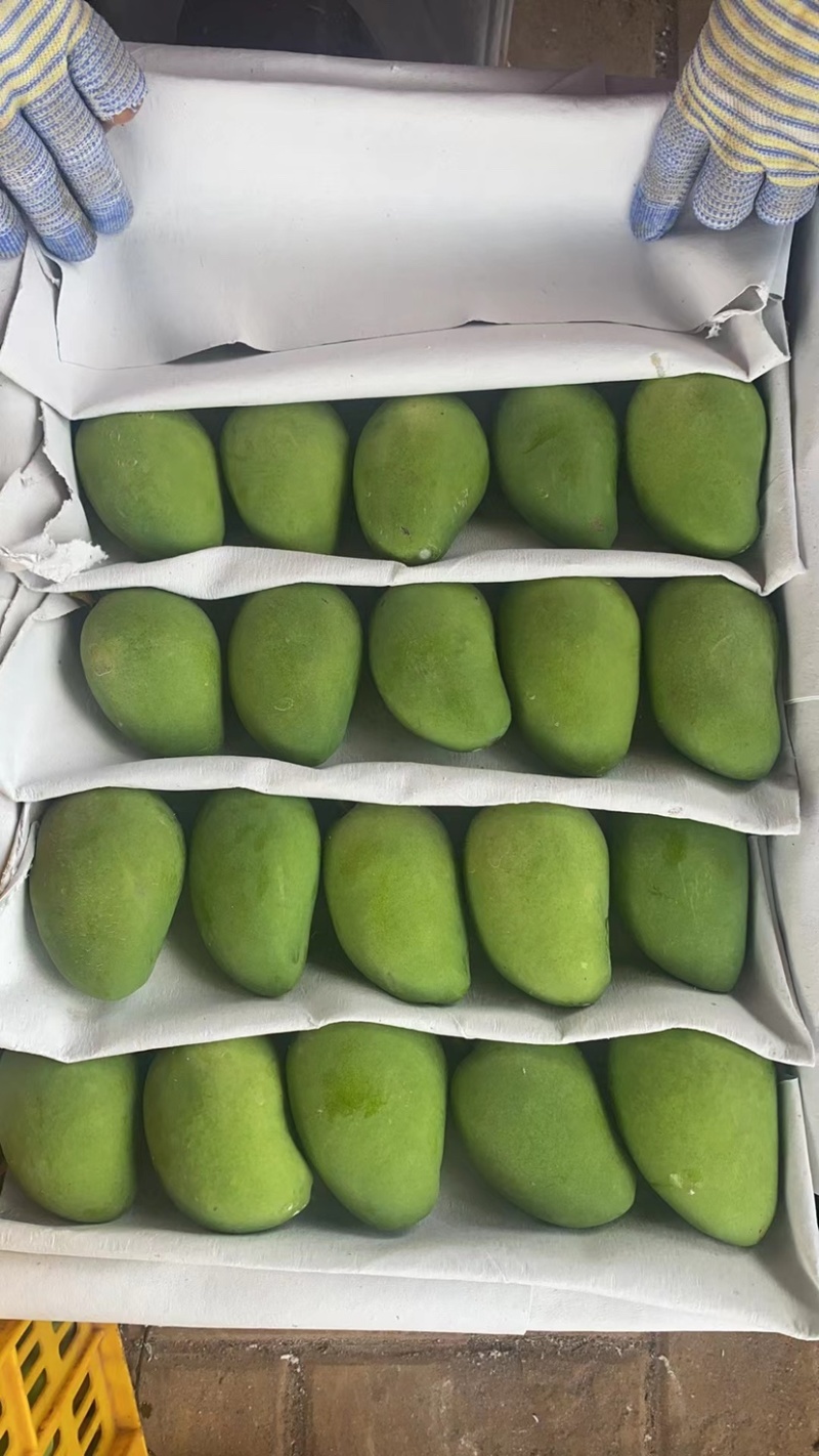 【精品】广东大小台芒大量上市，规格齐全，欢迎采购！