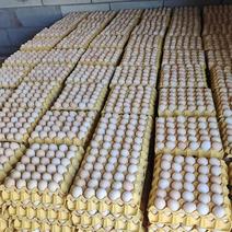 精品粉蛋、各种码数、鸡场直供，保证质量！