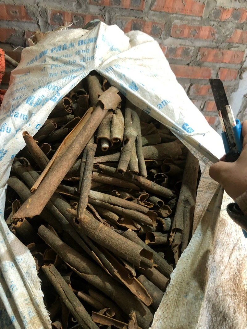 干桂皮大货出售欢迎老板们打扰