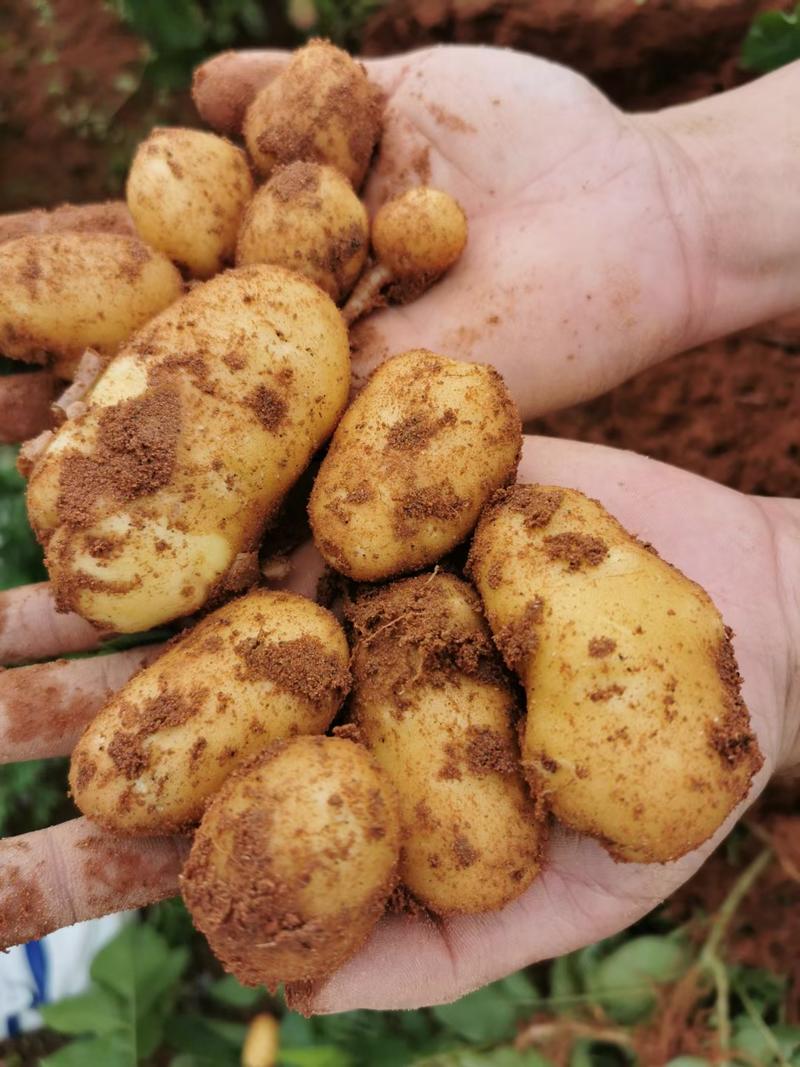 中国地理标志农产品“恩施土豆”源产地，州级示范种植基地