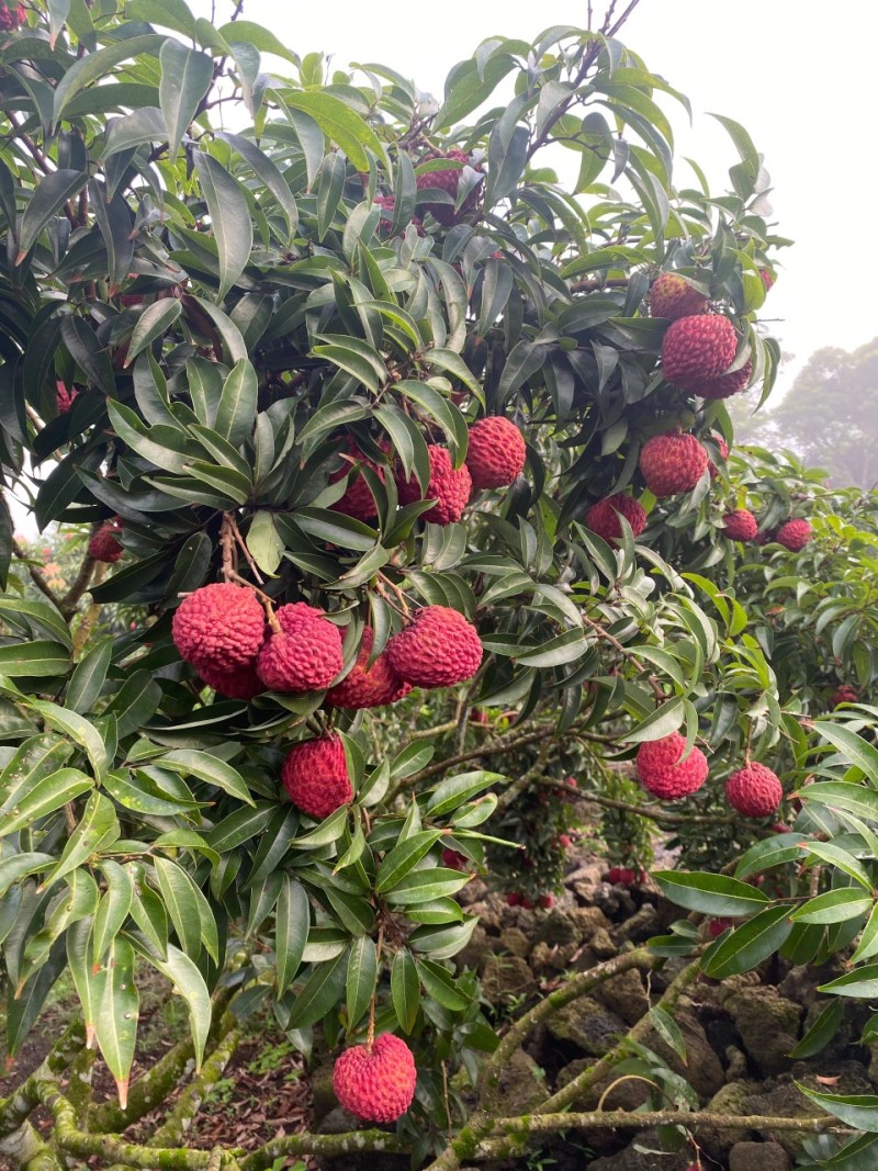 降价海口火山岩荔枝王净重4.5斤包邮京东空运支持一件代发