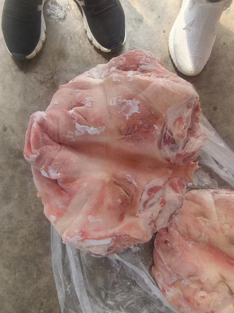 肥猪8-10无耳头