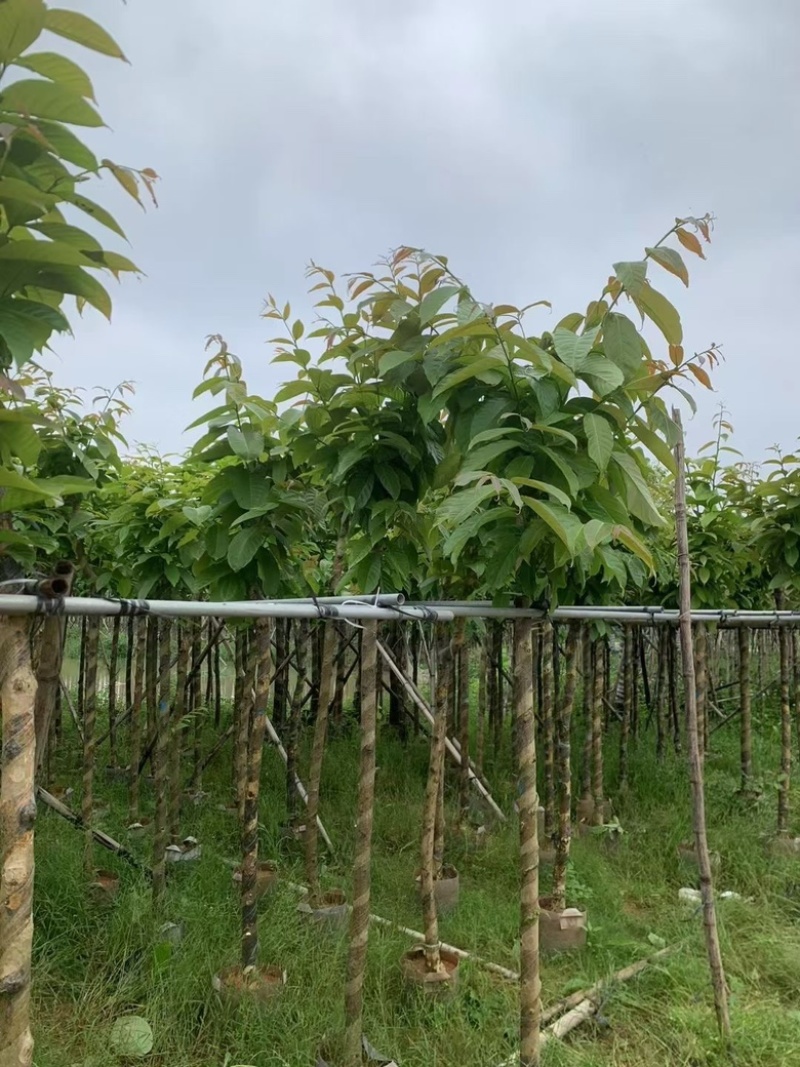 大叶紫薇3分-15分低价出售