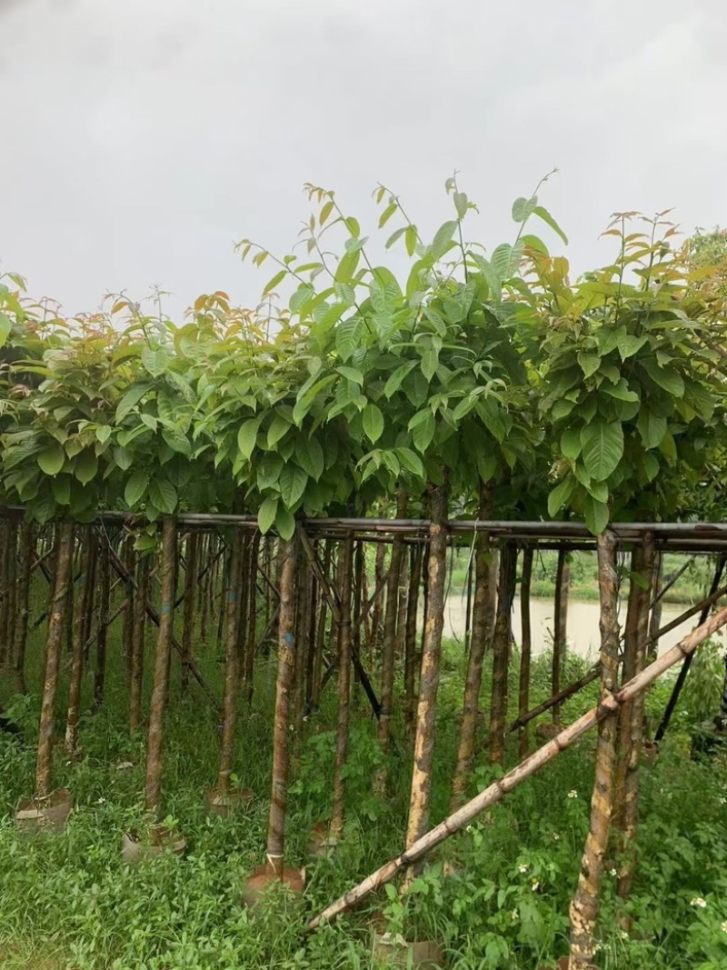 大叶紫薇3分-15分低价出售