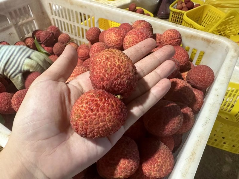 预售海南澄迈无核荔枝4.5斤净重京东空运到家