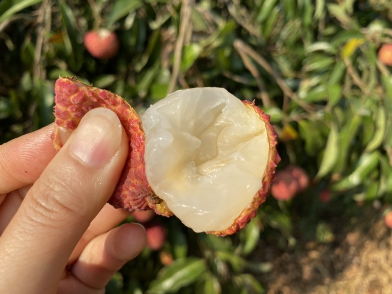 预售海南澄迈无核荔枝4.5斤净重京东空运到家