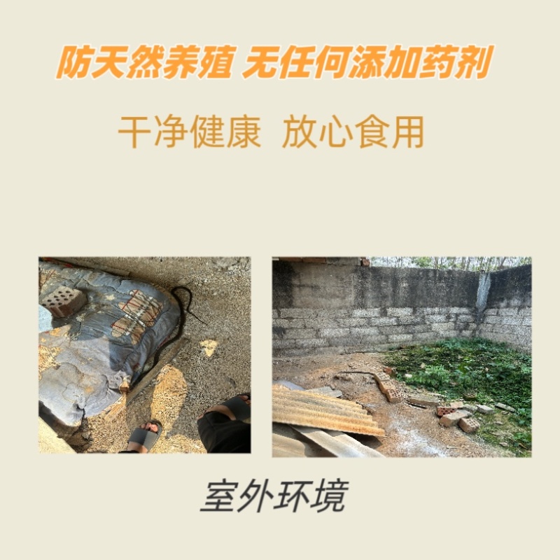 中药材眼镜蛇干一整条可泡蛇酒药用蛇新货场地直发