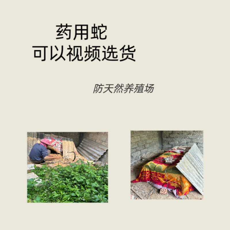 中药材眼镜蛇干一整条可泡蛇酒药用蛇新货场地直发
